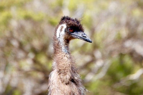 Horizontal shot of an emu - Australian Stock Image