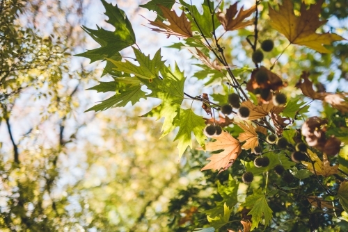 Horizontal shot of autumn leaves and blurred background - Australian Stock Image