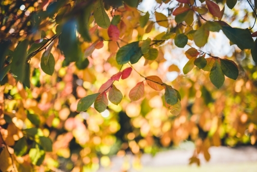Horizontal shot of autumn leaves and blurred background