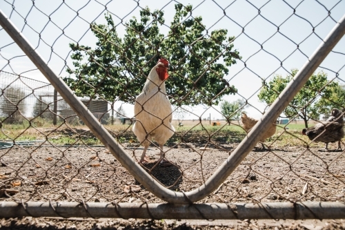 Horizontal shot of chickens in dirt farmyard behind fence