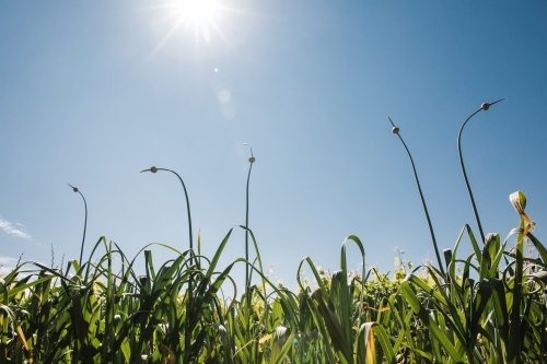 Horizontal shot of crops growing in a field - Australian Stock Image