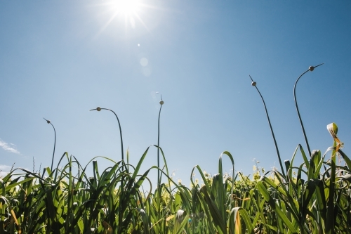 Horizontal shot of crops growing in a field