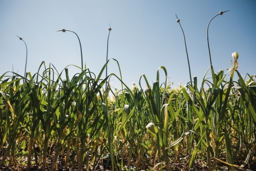 Horizontal shot of crops growing in a field