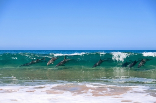 Pod of dolphins surfing waves