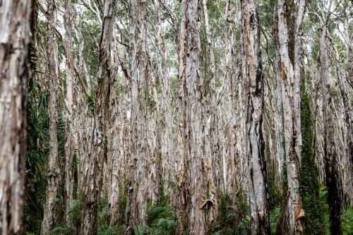 Horizontal shot of dried paperbark tree trunks in the forest
