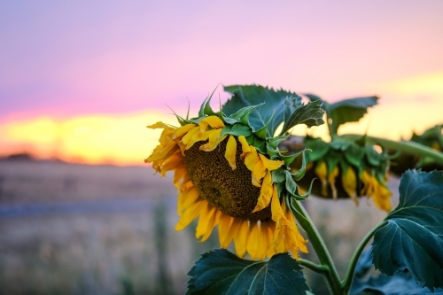 horizontal shot of dying sunflowers with sunset and clear skies in the background