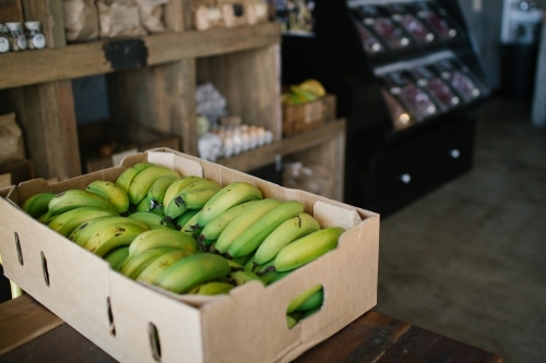 Horizontal shot of green bananas - Australian Stock Image