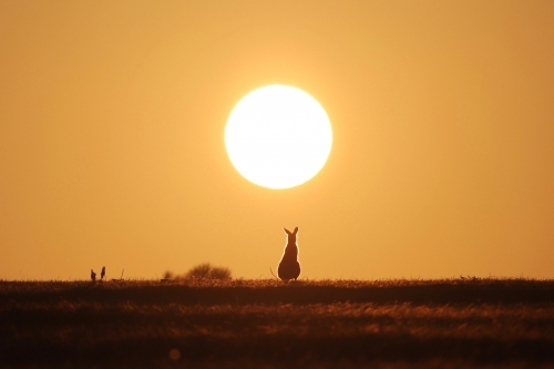 Horizontal shot of kangaroo at sunset