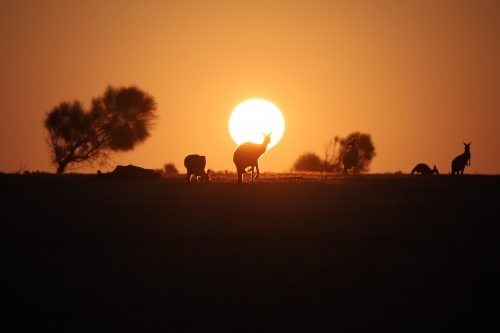 Horizontal shot of kangaroos at sunset