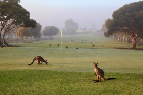 Kangaroos on a golf course - Australian Stock Image