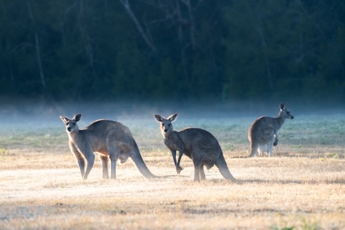 Horizontal shot of kangaroos on a field - Australian Stock Image