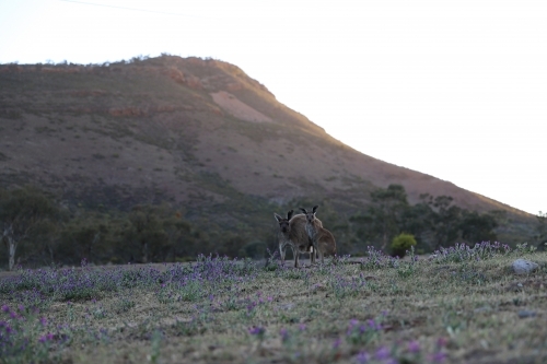 Kangaroos on a grassy field with lavender