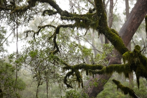 Old growth trees on a misty day - Australian Stock Image