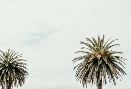 Horizontal shot of palm trees