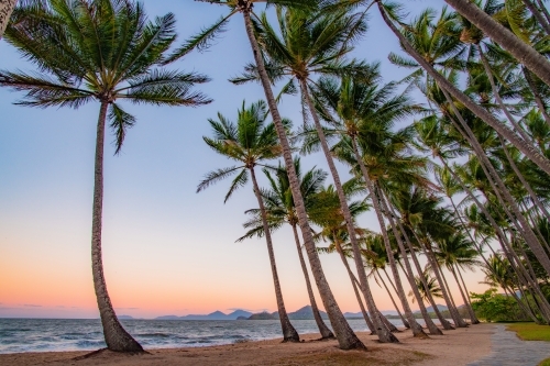 Horizontal shot of palm trees by the beach at sunset - Australian Stock Image