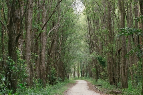 Horizontal shot of pathway among green trees and bushes