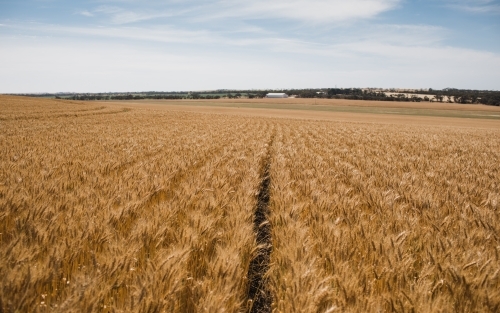 Horizontal shot of ready-to-harvest wheat in an open field