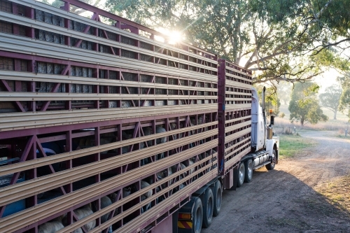 Horizontal shot of sheep loaded on a livestock truck heading to market