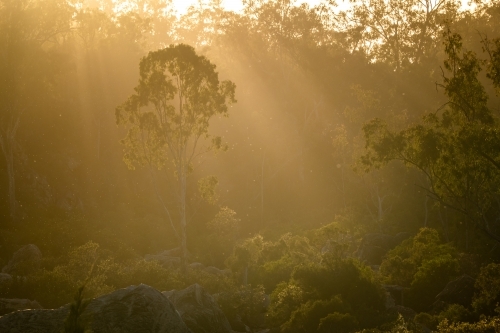 Horizontal shot of sun rays through trees - Australian Stock Image