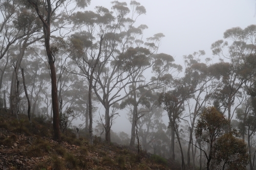 Horizontal shot of trees on a foggy mountain