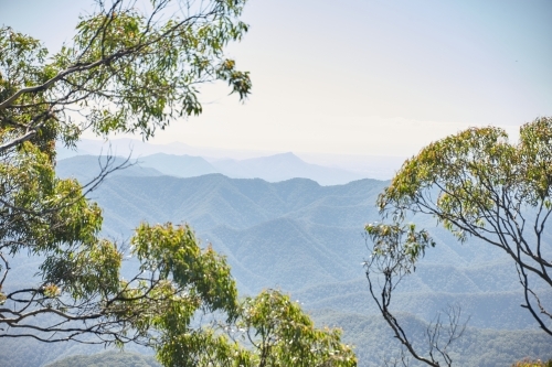 Horizontal shot of trees with mountain background - Australian Stock Image