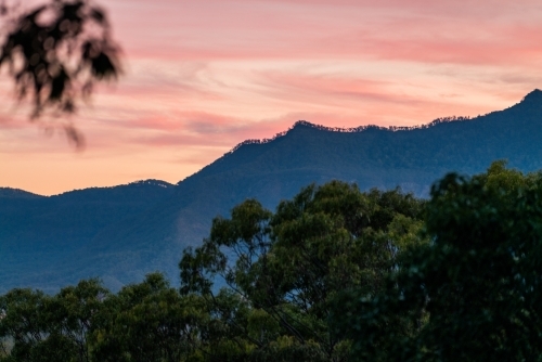Horizontal shot of trees with mountain background under pink skies