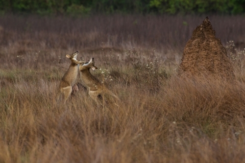 Horizontal shot of two kangaroos fighting in a big field with tall brown grass - Australian Stock Image