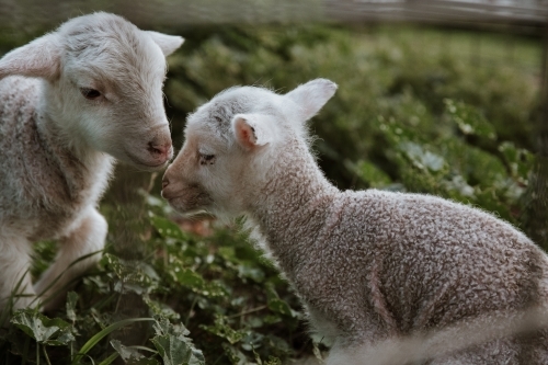 Horizontal shot of two lambs playing in marshmallow weed