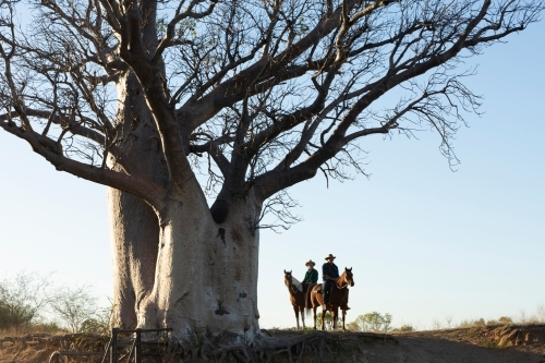 Horizontal shot of two men riding their horses under a big Boab tree - Australian Stock Image