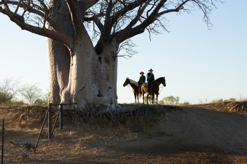 Horizontal shot of two men riding their horses under a big old Boab tree - Australian Stock Image
