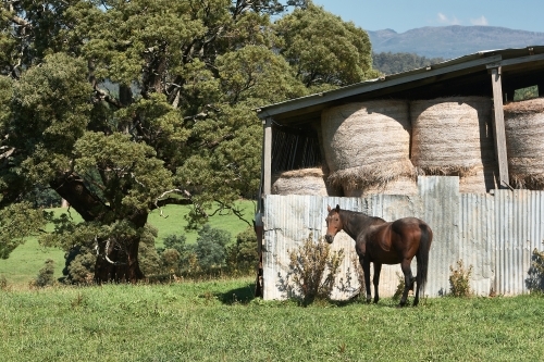 Horse and Hayshed, NW Tasmania - Australian Stock Image