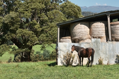 Horse and Hayshed, NW Tasmania
