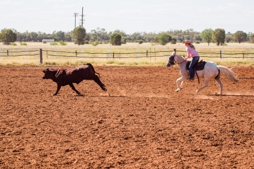 Horse and rider chasing cow - Australian Stock Image