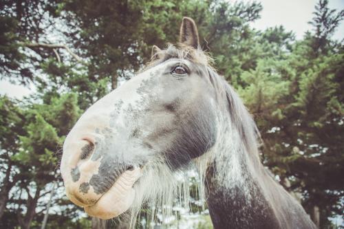 Horse head close up - Australian Stock Image