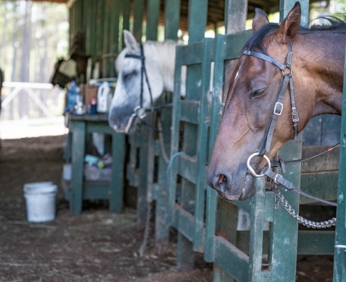 Horse in stables - Australian Stock Image