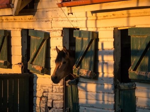 Horse looking out stables window in the evening light
