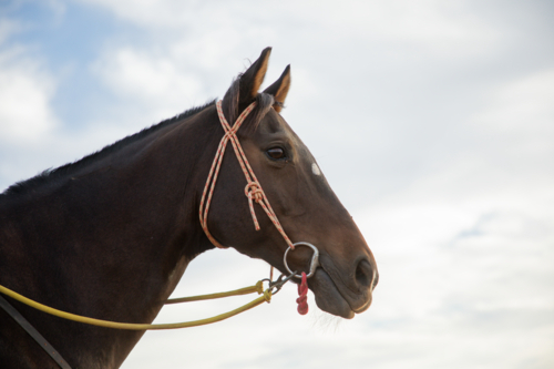 Horse's head against a cloudy sky - Australian Stock Image