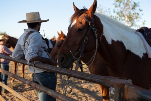 horse tied at fence with rider leaning back relaxing after mustering cattle - Australian Stock Image