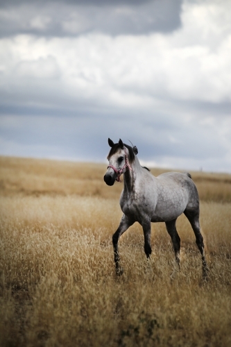 Horse walking in paddock under summer storm clouds - Australian Stock Image
