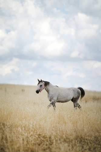 Horse walking in paddock under summer storm clouds