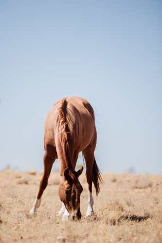 Horse with head down eating dry grass - Australian Stock Image
