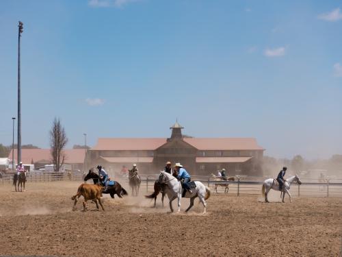 Horses and riders campdrafting at a dusty showground - Australian Stock Image