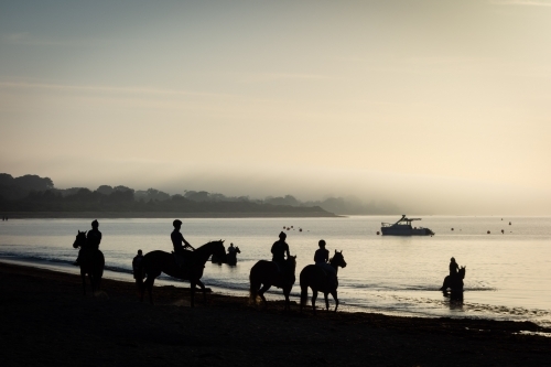 Horses at sunrise on a Victorian beach - Australian Stock Image