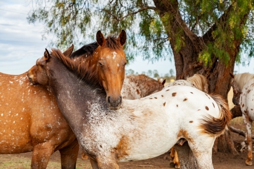 Horses close to one another nibbling each others necks - Australian Stock Image