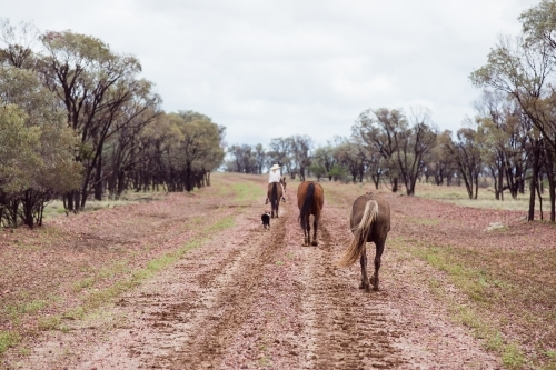 Horses following rider on wet muddy track with dog - Australian Stock Image