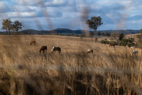 horses grazing in a paddock - Australian Stock Image