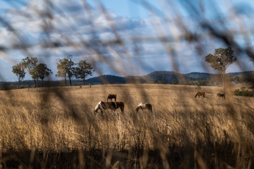 horses grazing in a paddock - Australian Stock Image