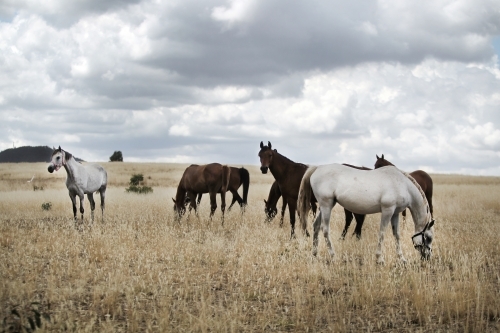 Horses grazing in paddock under summer storm clouds - Australian Stock Image