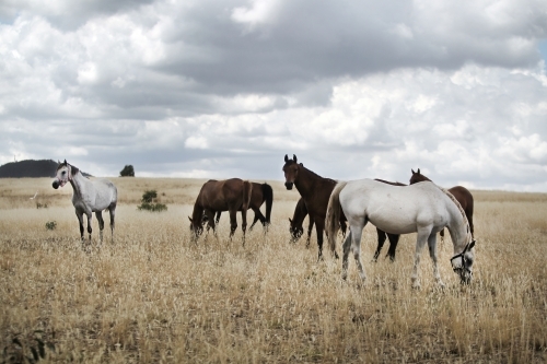 Horses grazing in paddock under summer storm clouds
