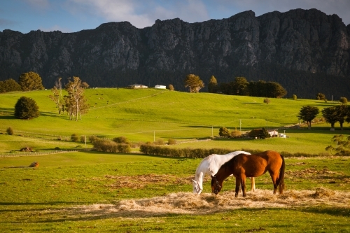Horses Grazing with mountain backdrop.